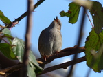 FZ003222 Dunnock (Prunella modularis) songbird on branch.jpg